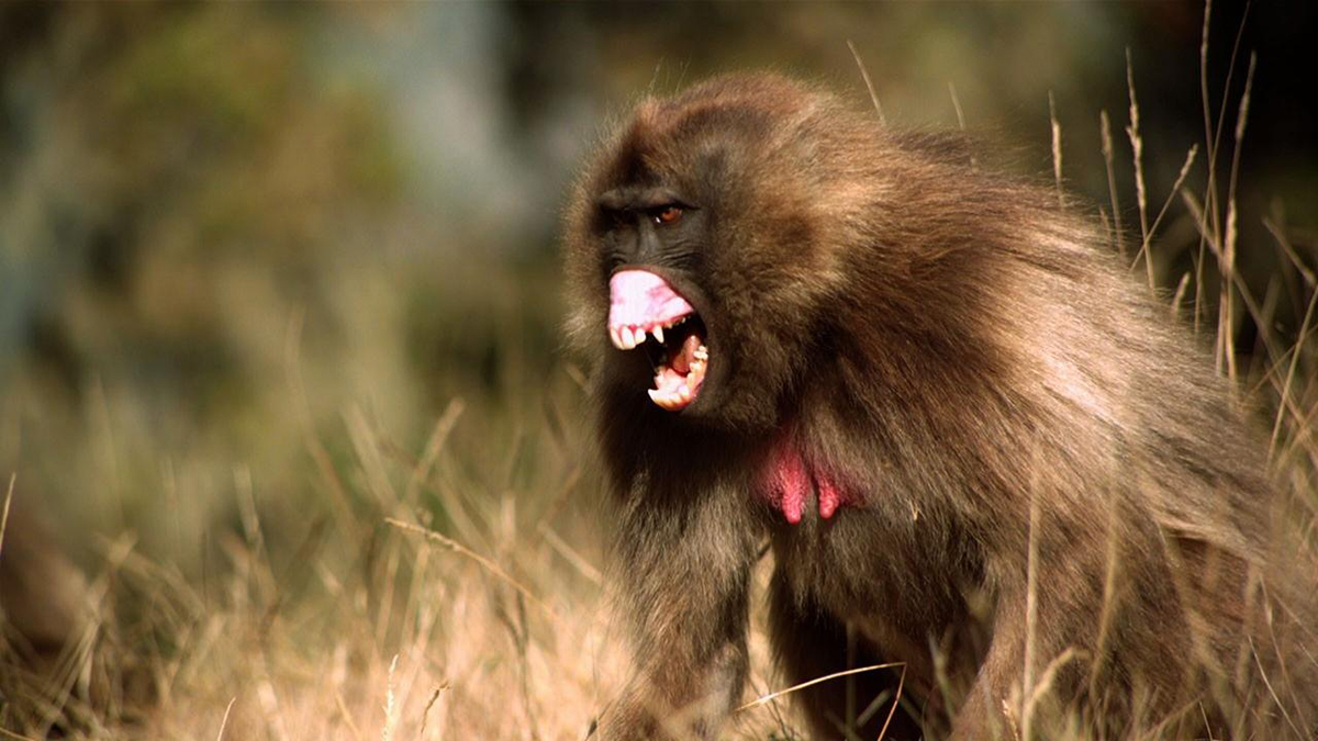 Baboons are terrifying