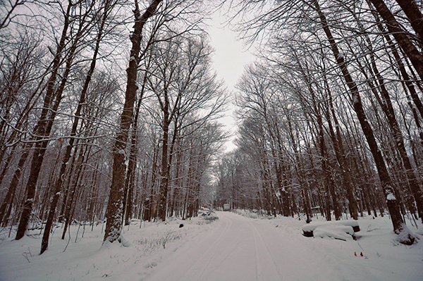 North Woods in the snow