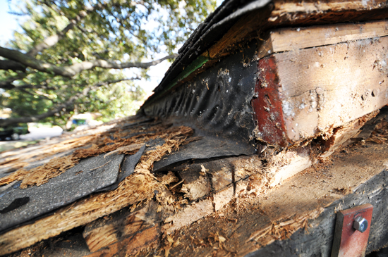 roof rot