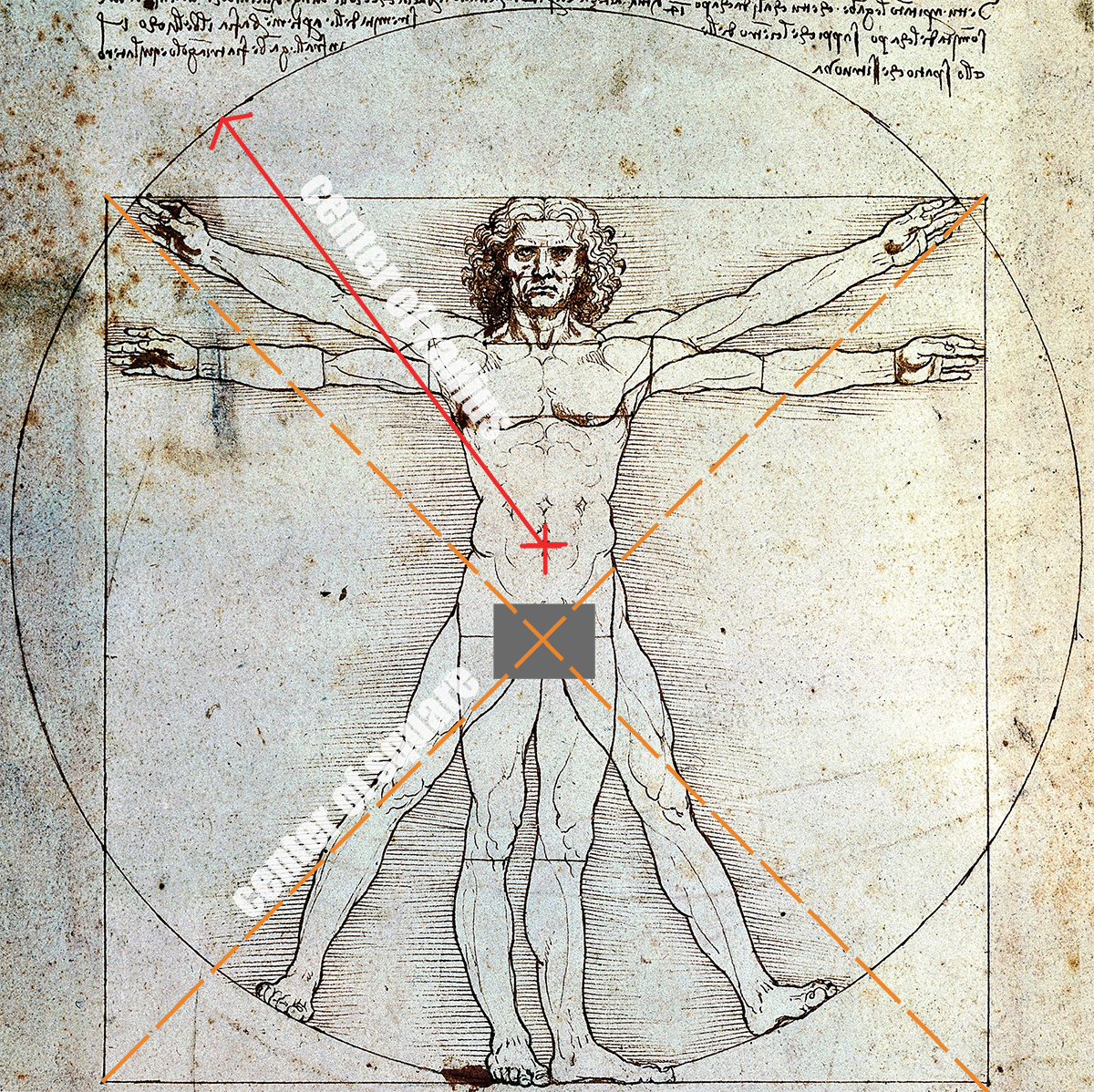 Vitruvian Man Diagram