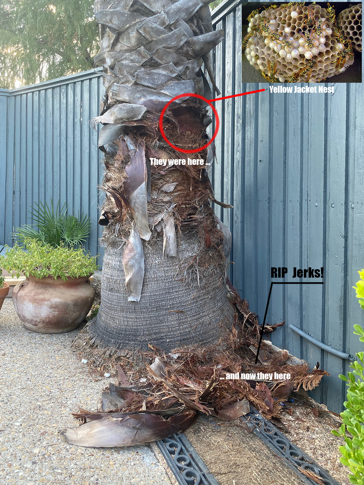 Yellow Jacket Nest in my palm tree (Bob Borson)